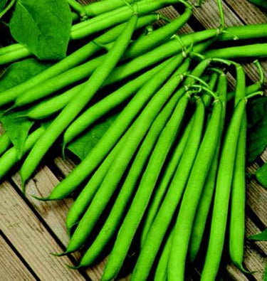 Top Crop Bean